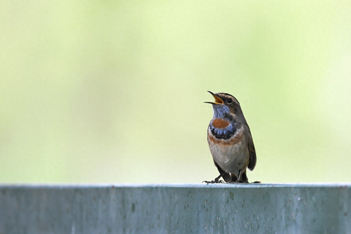 实拍北京人喜爱的宠物鸟，有着悦耳叫声的蓝点颏
