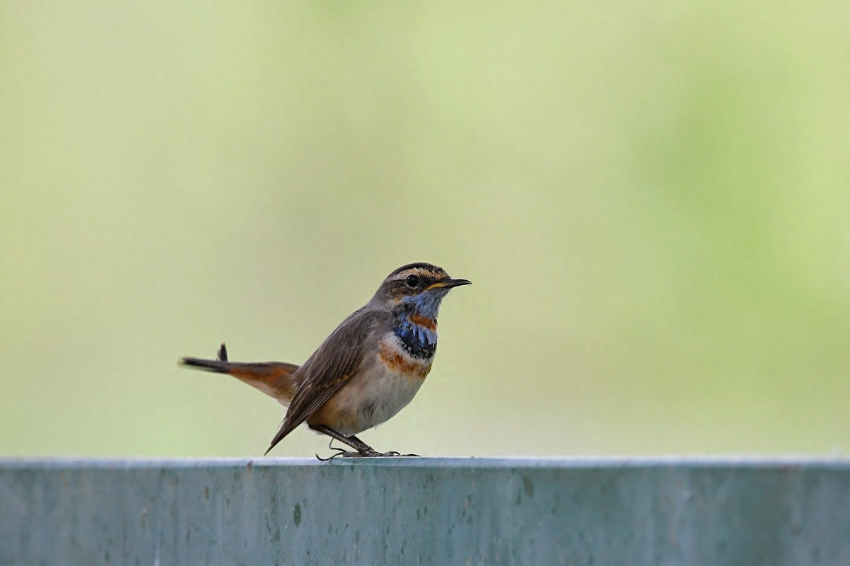 实拍北京人喜爱的宠物鸟，有着悦耳叫声的蓝点颏