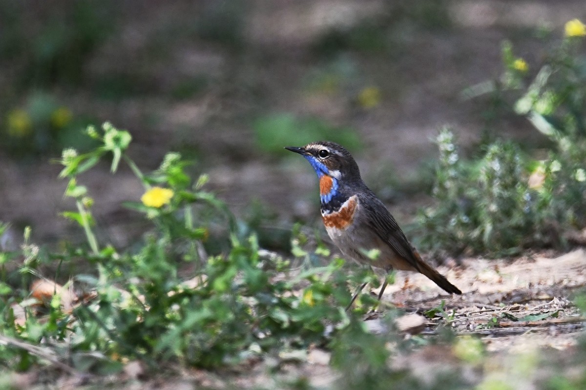 实拍北京人喜爱的宠物鸟，有着悦耳叫声的蓝点颏