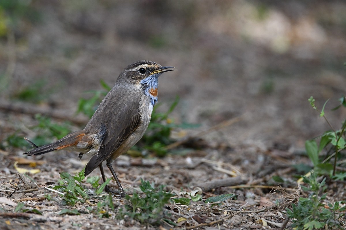 实拍北京人喜爱的宠物鸟，有着悦耳叫声的蓝点颏