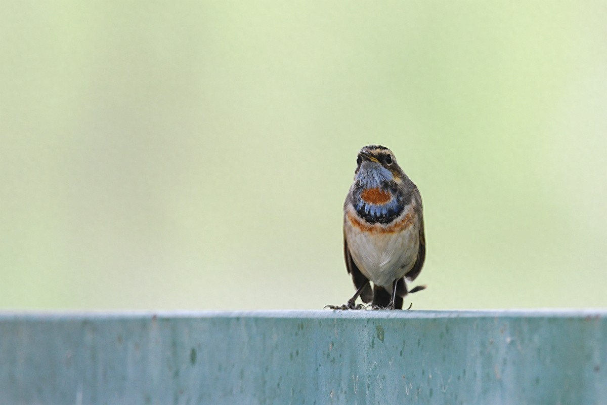 实拍北京人喜爱的宠物鸟，有着悦耳叫声的蓝点颏