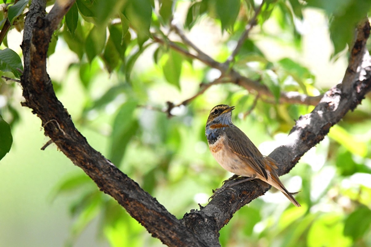 实拍北京人喜爱的宠物鸟，有着悦耳叫声的蓝点颏