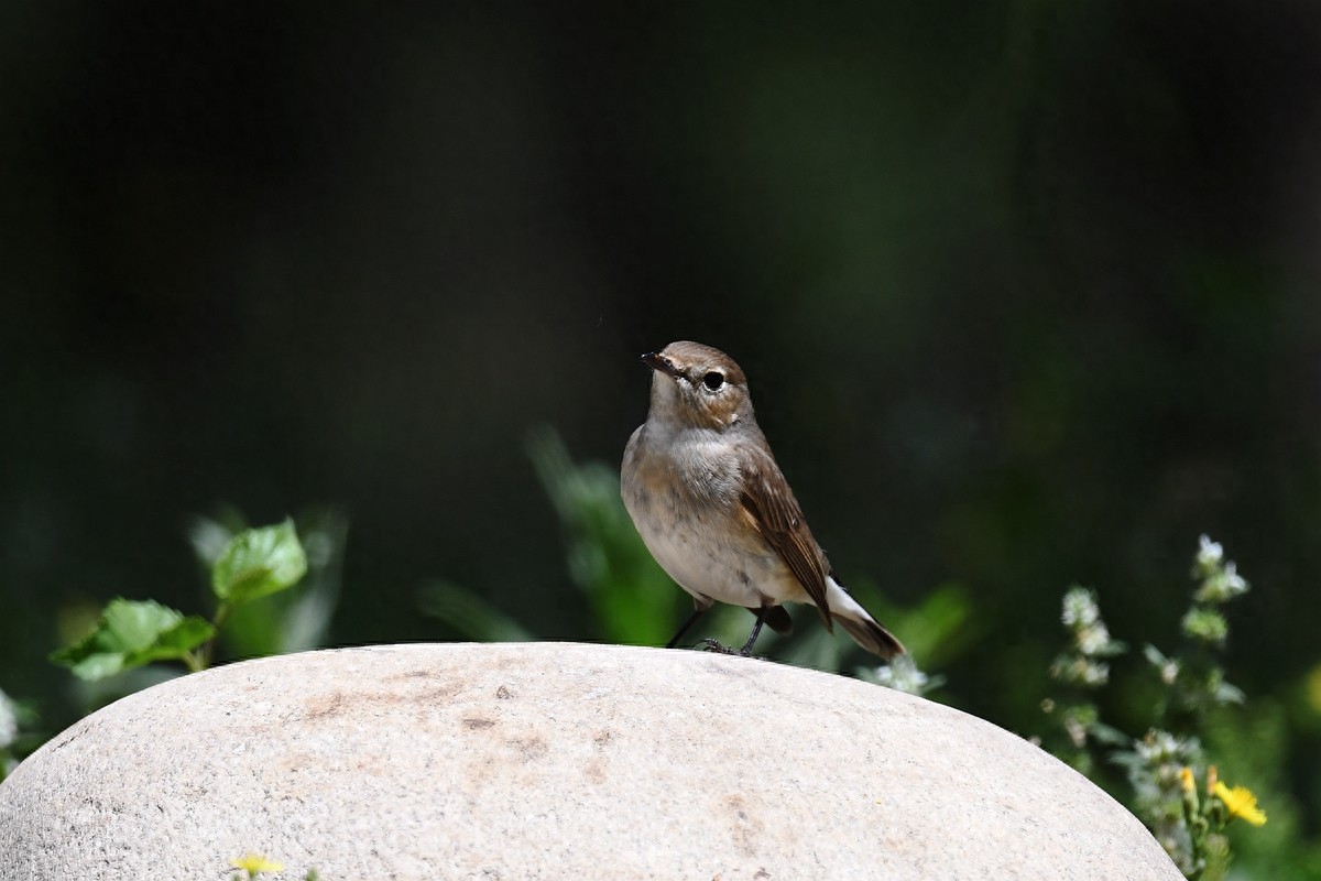 实拍北京人喜爱的宠物鸟，有着悦耳叫声的蓝点颏