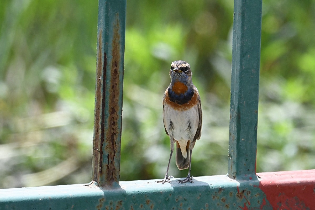 实拍北京人喜爱的宠物鸟，有着悦耳叫声的蓝点颏