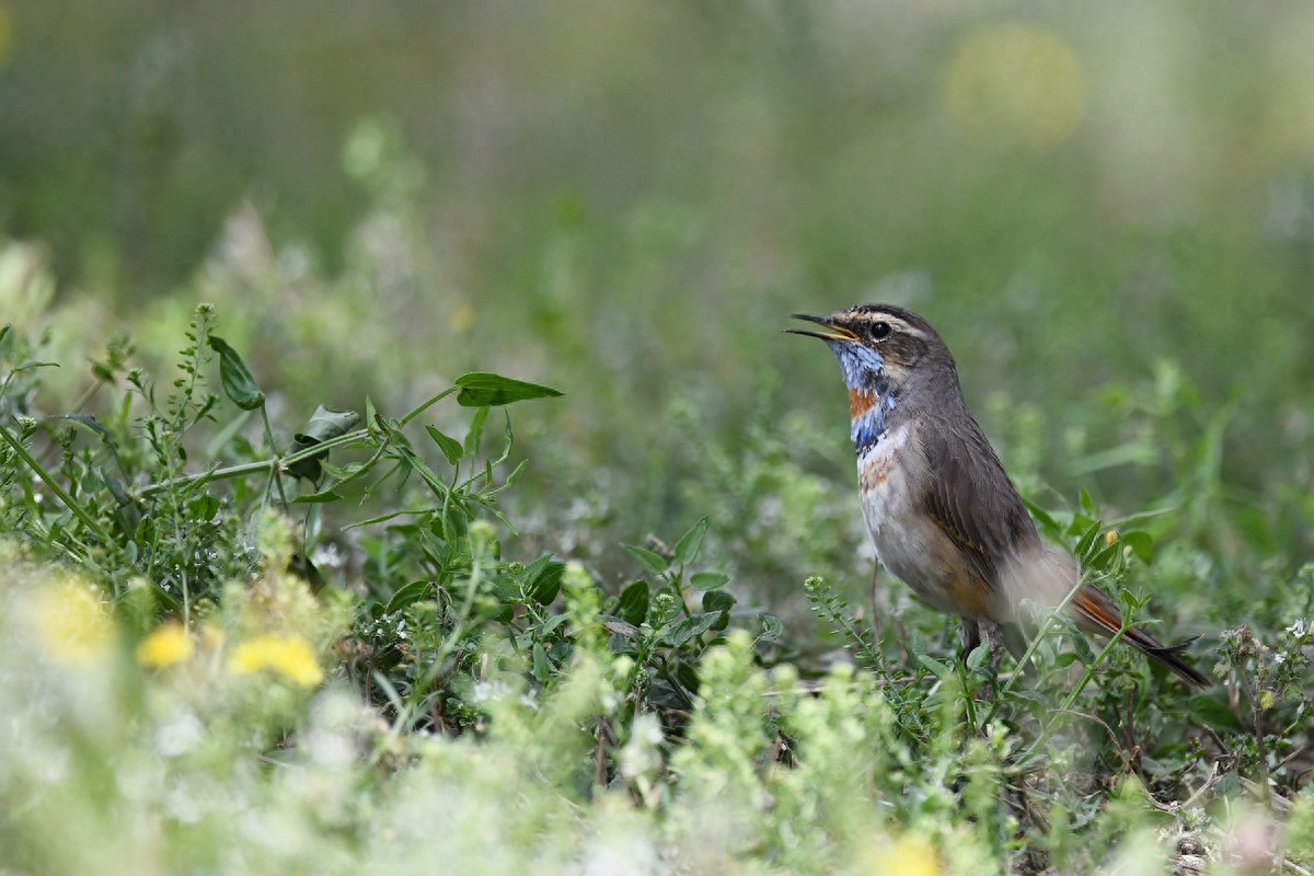 实拍北京人喜爱的宠物鸟，有着悦耳叫声的蓝点颏