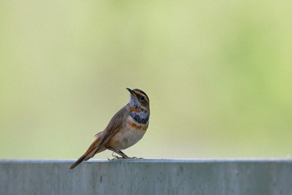 实拍北京人喜爱的宠物鸟，有着悦耳叫声的蓝点颏