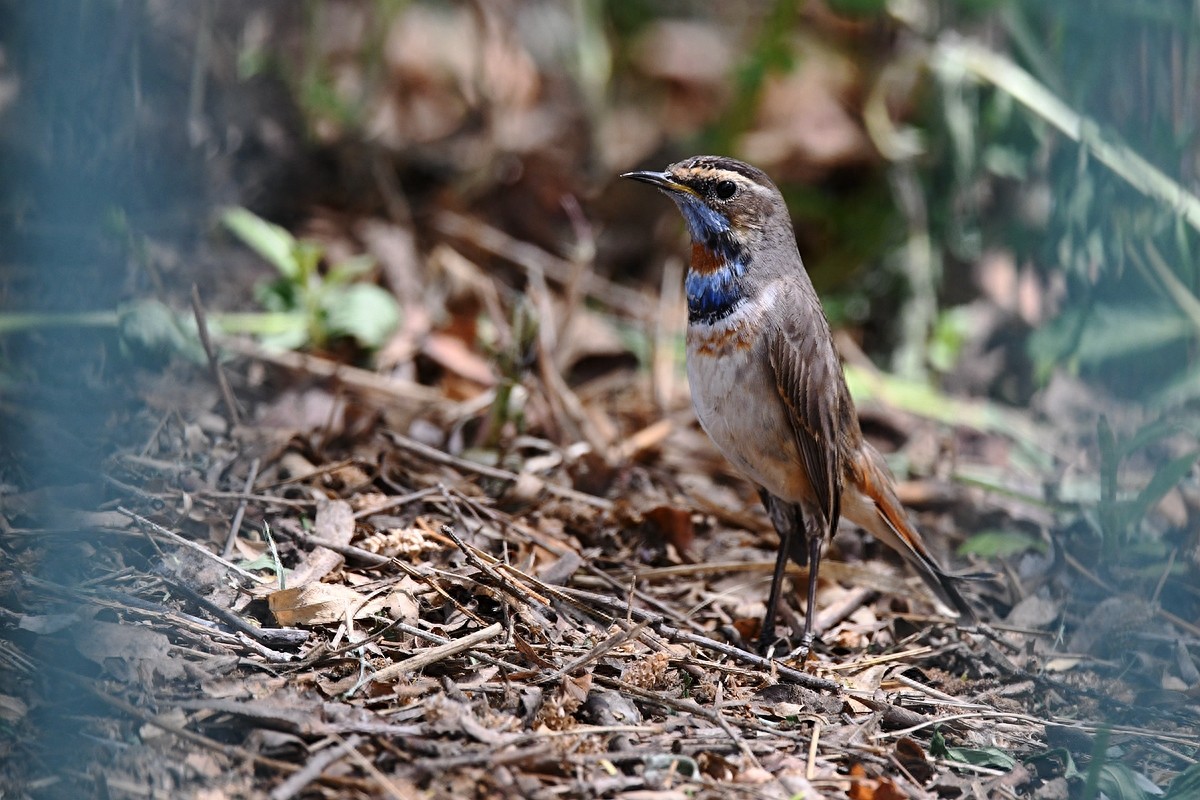 实拍北京人喜爱的宠物鸟，有着悦耳叫声的蓝点颏