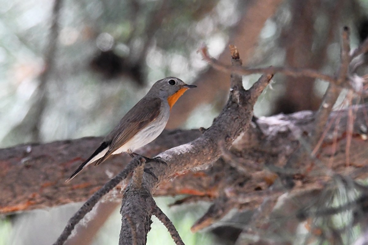 实拍北京人喜爱的宠物鸟，有着悦耳叫声的蓝点颏