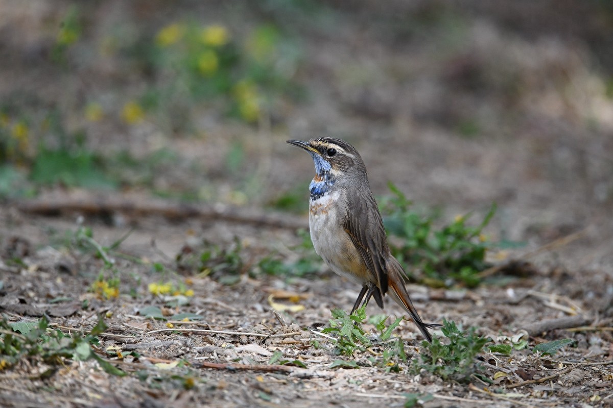 实拍北京人喜爱的宠物鸟，有着悦耳叫声的蓝点颏