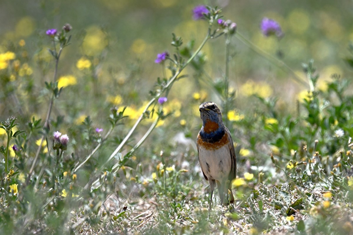 实拍北京人喜爱的宠物鸟，有着悦耳叫声的蓝点颏