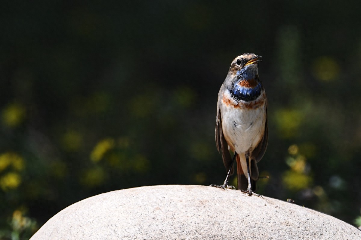 实拍北京人喜爱的宠物鸟，有着悦耳叫声的蓝点颏
