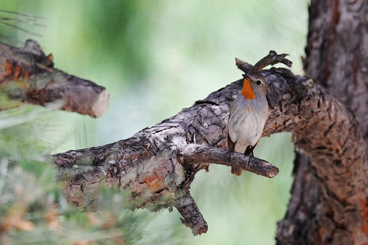 实拍北京人喜爱的宠物鸟，有着悦耳叫声的蓝点颏