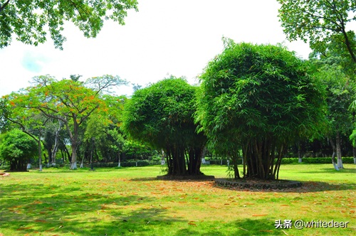 随拍公园 - 东莞 长安公园