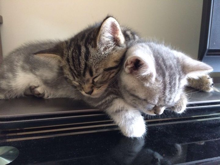 什么猫粮好猫粮排行榜前十名（10大国产猫粮推荐）