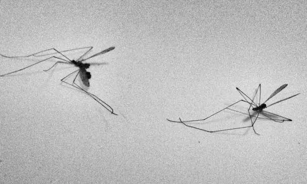 家里蚊子太多怎么办教你一招,家里有蚊子怎么能彻底消灭图1