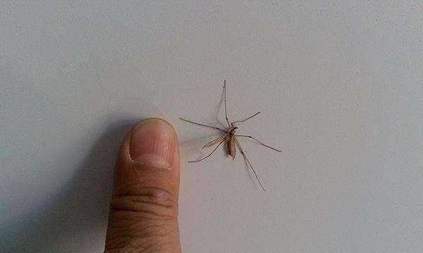 家里蚊子太多怎么办教你一招,家里有蚊子怎么能彻底消灭图2