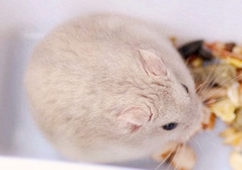 小MM们最爱的萌宠：奶茶仓鼠