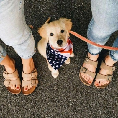 金毛头像可爱高清大全