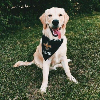 金毛头像可爱高清大全