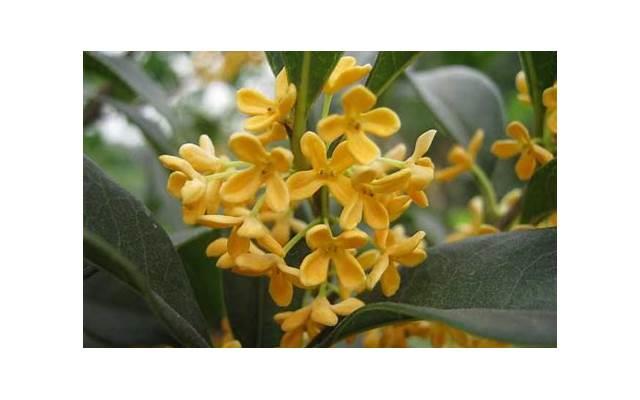 江西抚州彩礼钱一般给多少 江西抚州彩礼钱一般给多少