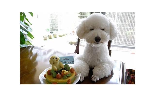 郭碧婷个人资料(郭碧婷个人资料简介) 郭碧婷个人资料(郭碧婷个人资料简介)