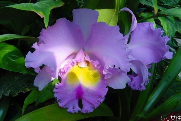 卡特兰是一种什么植物呢 卡特兰的作用有什么呢