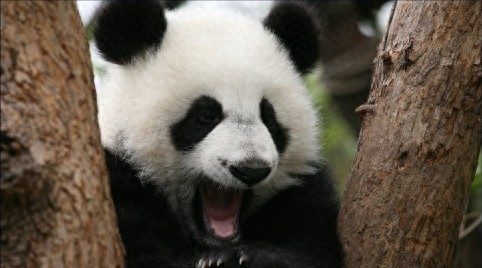 宝兴县夹金山：红军舍命翻越的生死线，如今是驱车自驾的坦途